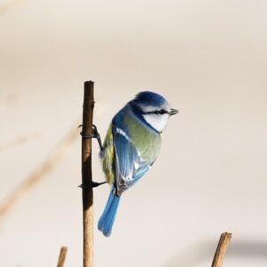 A propos - Mésange bleu - Atelier carterie origami artisanal - Fougères - BrinBelle
